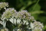 Loomis' mountainmint